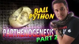 Ball Python Parthenogenesis (Part 2) When Eggs Go Bad