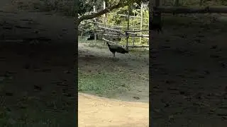 Peacock on hunt .