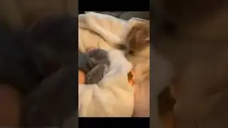 Dog covers human baby with blanket  #shorts #animal #funny #comedy #dogs #trend #trending