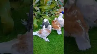 young frillbacks #pigeon #moresubscribers #chicken #indianfantail #frillback