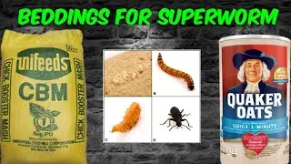 SUPERWORM FARMING:SUPERWORM FANTASTIC FOOD