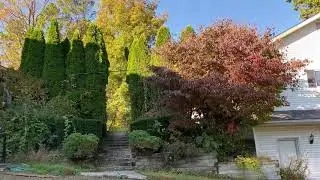 Time lapse of cleaning up a extremely overgrown garden