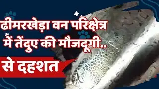 तेंदुएं की मौजूदगी से दहशत#katni #news #katninews #mpgovt #mpforest #hindinews #mpnews #atalsandesh 