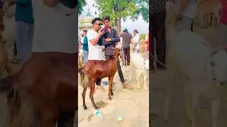 Bakra interview 🎤prank 🤣#funny #publicreactin #prank video#youtubeshortsindia
