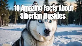 10 Amazing Facts About Siberian Huskies #history #Documentaries #mysteries #interesting facts