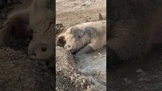 Piggy Sleeping in Mud Bath 🐷
