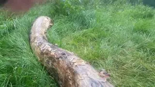 Sound of cutting a tree with axe
