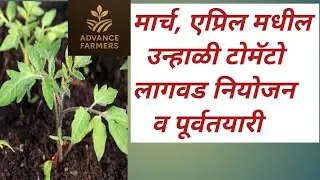 मार्च व एप्रिल महिन्यातील टोमॅटो लागवडीचे नियोजन व पूर्व तयारी.