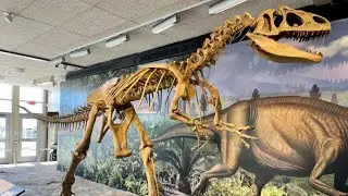 Dinosaur NM