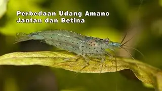 Membedakan Udang Amano Jantan dan Betina