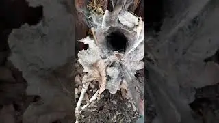 Ornithoctonus aureotibialis feeding clip.