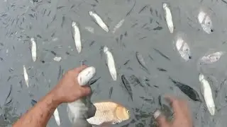 Menangkap ribuan ikan terdapar di tambak saat air dikuras
