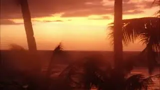 sunset palms with energetic music