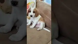 DAZZLINGLY Handsome LEMON BEAGLE puppy for his new mom Dazzling!