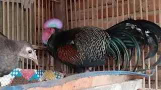 Belajar ternak ayam hutan hijau semoga berhasil