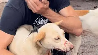 SAVING PUPPIES FROM YULIN DOG MEAT FESTIVAL CHINA 🇨🇳 🇺🇸 #shortsfeed #puppy #doglover #foryou