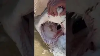 Поймать большую акулу на пляже