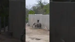 April 28th 2022 Elephant at the Kansas City Zoo