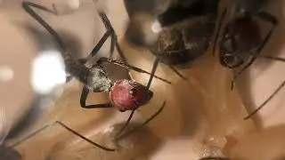 Camponotus singularis queen laying eggs