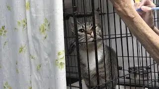 Animal Rescue Short Film 