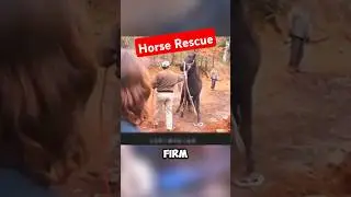 Villagers Save Horse Trapped in Deep Pit 🐴 #rescue #horse