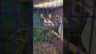 Goldfinch Mutations & Waterslagers Canaries # Chardonnerets en Mutations et Canaries Malinois  2024