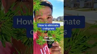 How to eliminate crabgrass from your bermuda lawn