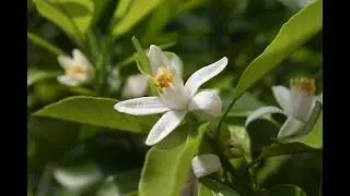 Citrus Anternaria