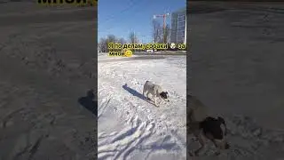 Они если меня видят, что пошла куда-то, то обязательно   и им надо😅🙏🐕 #гулькевичи