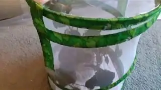 My leaf insect his enclosure and name :D