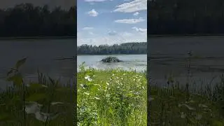 Beaver Swimming in Lake #wildlife #wildanimals #beaver #nature #waterbody #lake #naturelovers #water