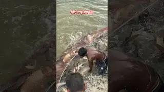 ভেড়ীর মাছ।বড় বড় রুই কাতলা।fish farm in rajarhat.#shorts#viral#fish#fishfarm#fishing#villagefishing.