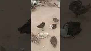 5d23😓Duckling lifestyle🤗viralpet