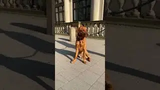 Hundemodel Ayvy in der Hamburger City!