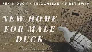 Male Duck Relocation : Pekin Duck : First Pond Swim