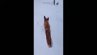 See corgi play in the snow - so funny corgi #shorts