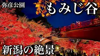 新潟県の紅葉【弥彦公園もみじ谷】新ライトアップを男だけで見に行ったらOCが文句タラタラだったw