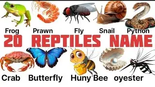 20 Reptiles name in English and Hindi/ learn reptiles name for students / जमीन पर  रेंगने वाले जानवर