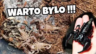 Warto było rok czekać !!! 😍 czyli...wylęg młodych Heterometrus silenus (ex. petersii) 🦂