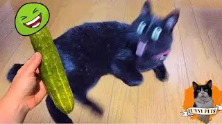 New Funniest Animals 2023 😂Videos Funny Cats  🐱 | Funny Animal Videos 2023