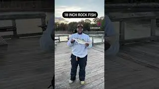 Rock Fish At Downs Park In Pasadena Maryland