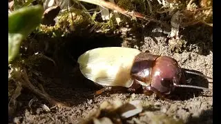 GRILLON DES CHAMPS /de couleur bordeaux et vert / Quel est ce grillon ? vid&eacute;o prise en bretagne