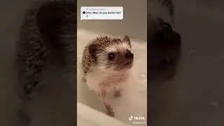 Answer to @ gabbyestrera #dinothehedgehog #petsoftiktok #bath #clean #cleantok #baby #soap #cute #cu