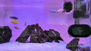 MOAI aquarium cleaning robot - Cleaning demo 2/2