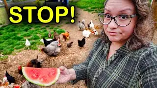 Watch This BEFORE Giving Chickens Watermelon in Summer!