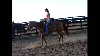 DUN GELDING BEEN RIDDEN TO SCHOOL BY SMALL AMISH CHILDREN, ONE STEP LOPE 304-238-4155