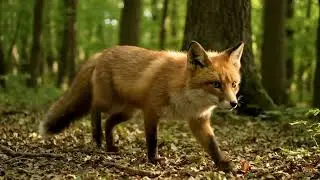 Ai Generated Video of walking fox 