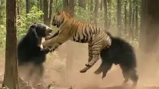 Two Sloth Bears Flip a Charging Tiger #wildlife #tiger #animals 