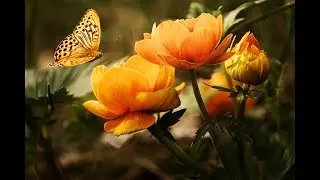 IMPOSSIBLE FLOWERS VIDEO!!! Amazing nature Beautiful blooming flower MUSIC