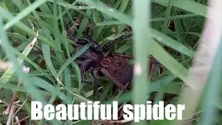 Large spider in my garden. Vagrant Spider New Zealand, Uliodon species. Native NZ Spiders.